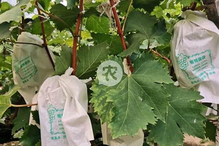 荔枝如何种植能提高产量