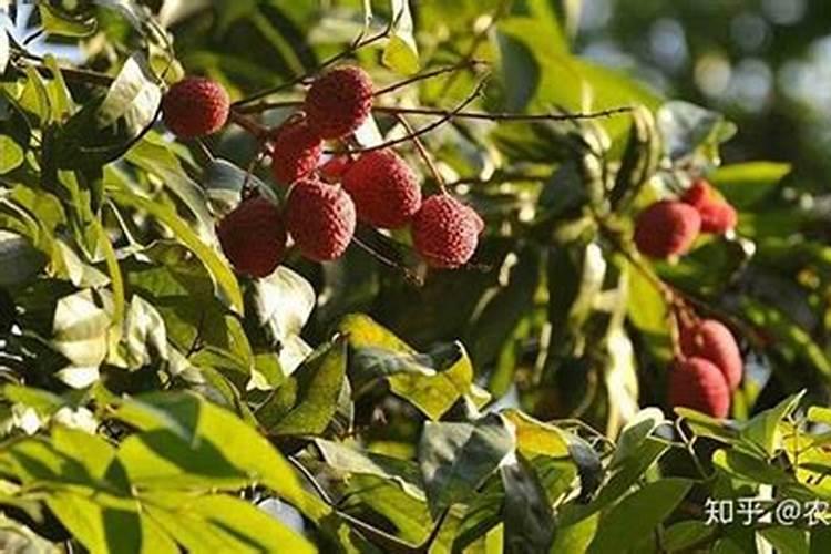 4月份下辣椒苗晚吗