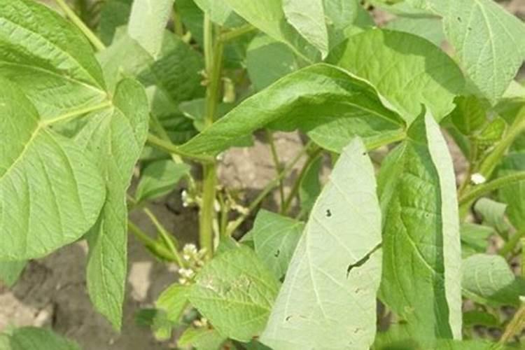 1斤水溶肥兑多少水