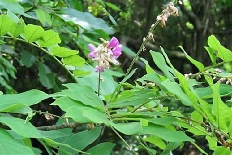 种蚕豆肥料最佳配方