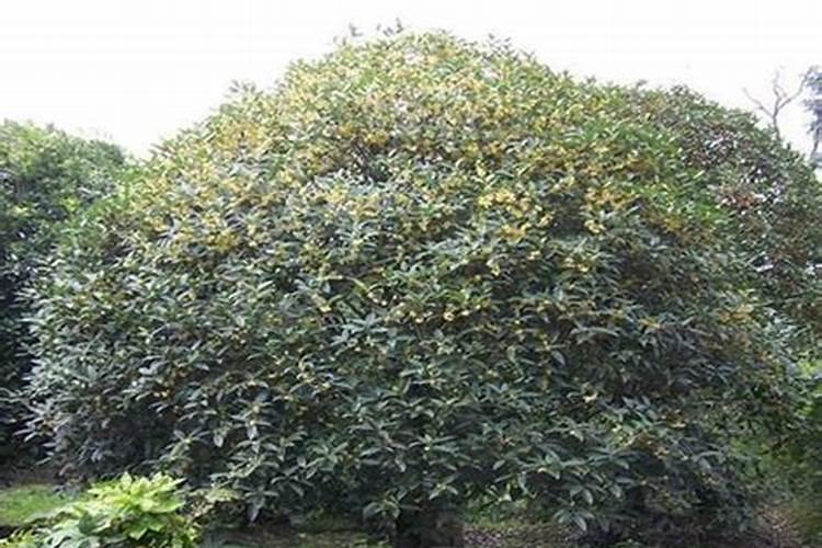 大棚西红柿啥时期冲施高磷肥？