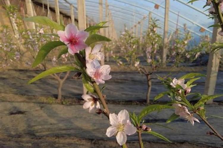 柑橘花少果少,用什么水溶肥进行管理？