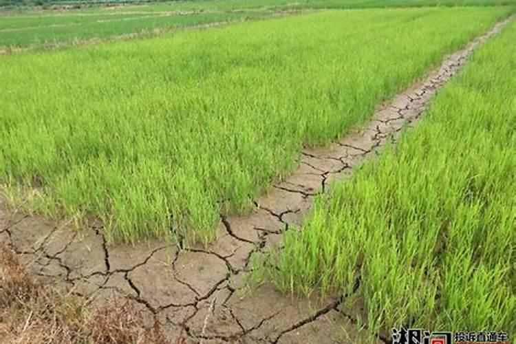 稻田施钾肥可以么？