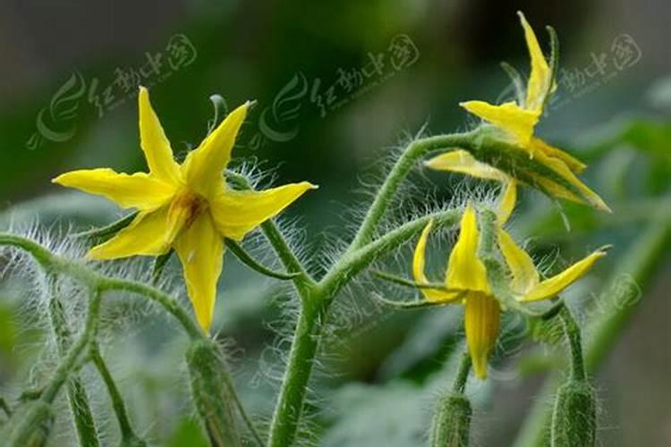 番茄施什么肥料最好