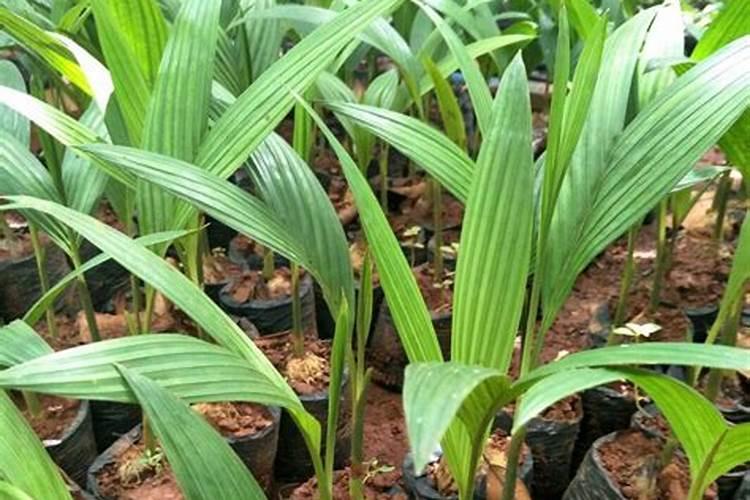 种植苹果的年收入多少