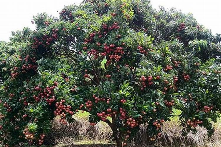 尿素打叶面肥有好处吗用量多少