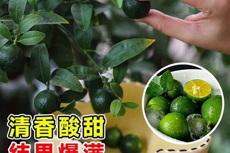 果树叶面肥用什么较好？