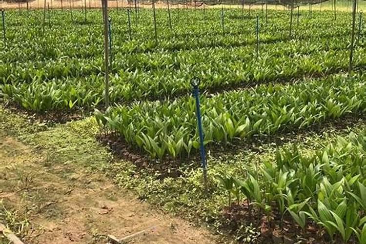 果树专用肥有哪几种