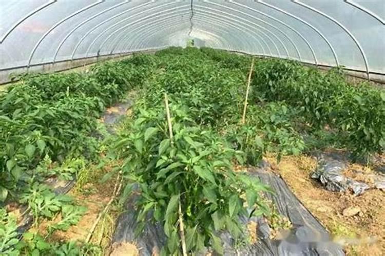 海椒的栽培与管理技术