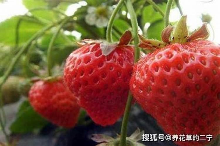 草莓结果多果小不甜是什么原因