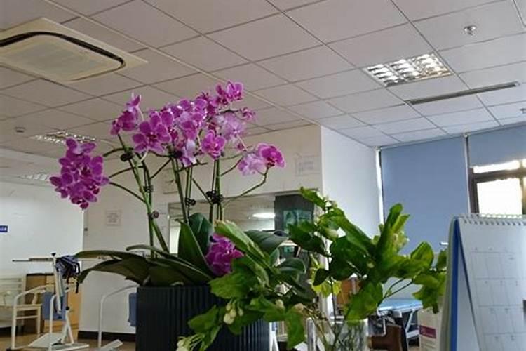 蝴蝶兰喜肥吗 喜欢施什么肥料