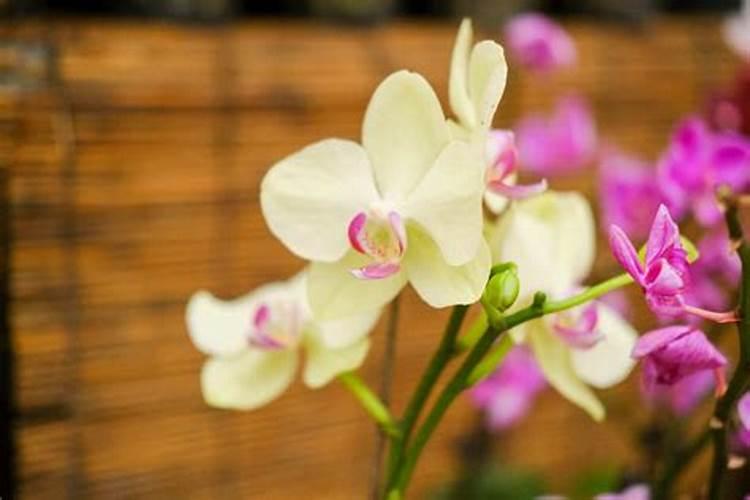 蝴蝶兰施肥的正确方法