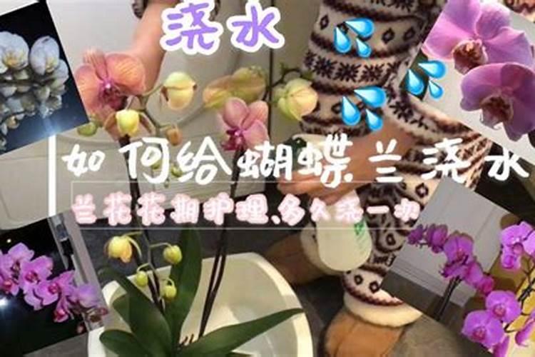 蝴蝶兰施肥的正确方法