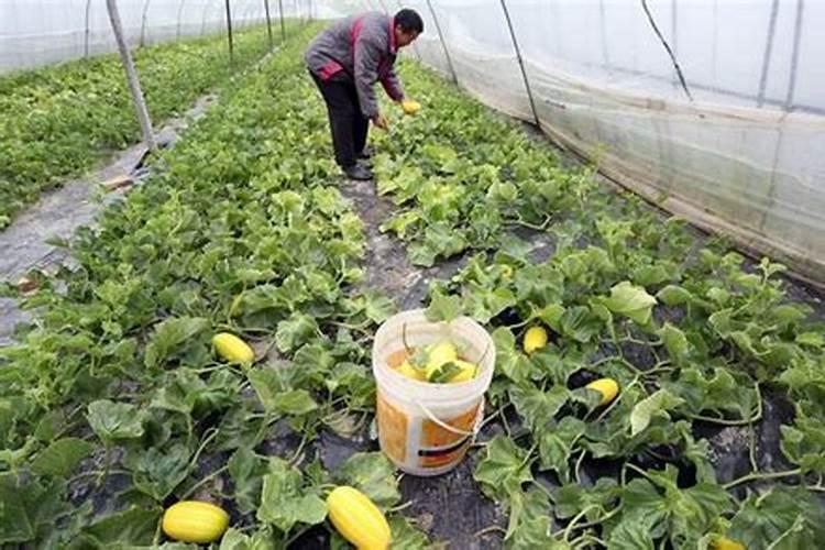 葡萄施钾效果好