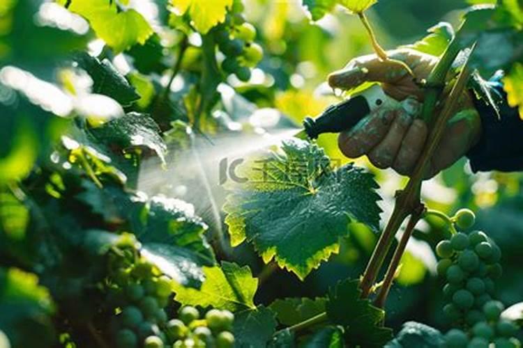 葡萄上色期施肥方法