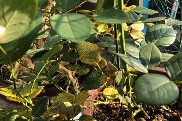 移植多久可以用磷肥 “移植后何时施用磷肥”