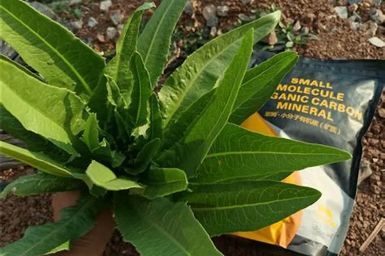 水稻磷肥什么时候施撒