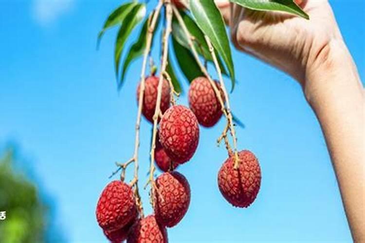 如何种植出甜美的荔枝