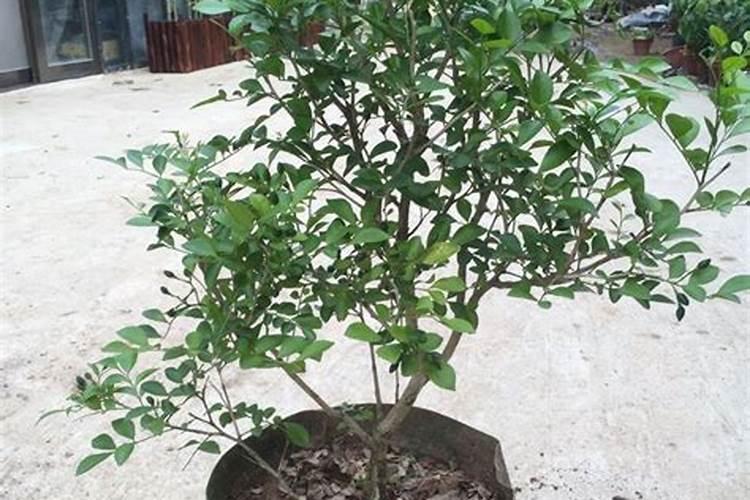 九里香怎么施肥