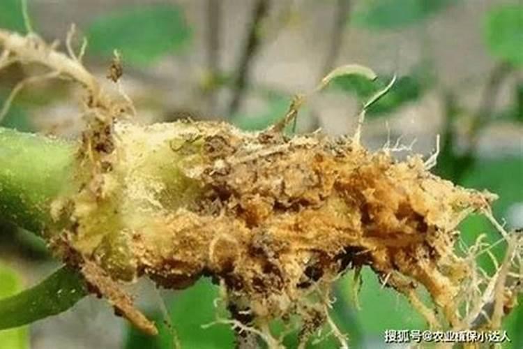 芒果用什么肥料最好