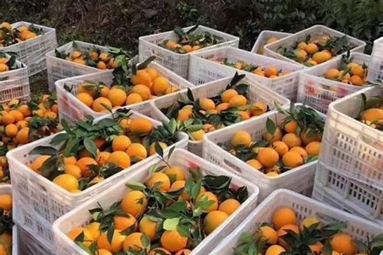 草莓适合用什么肥料？