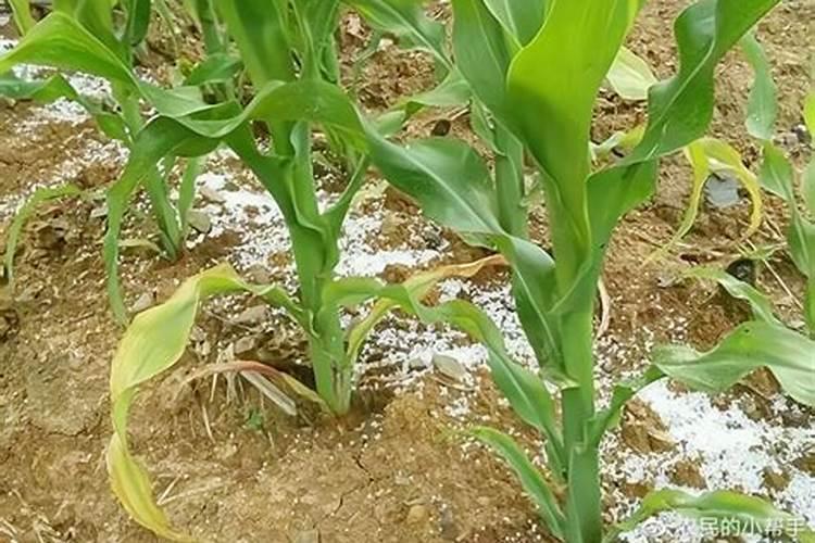 玉米适合用什么肥料、玉米追肥的正确方法