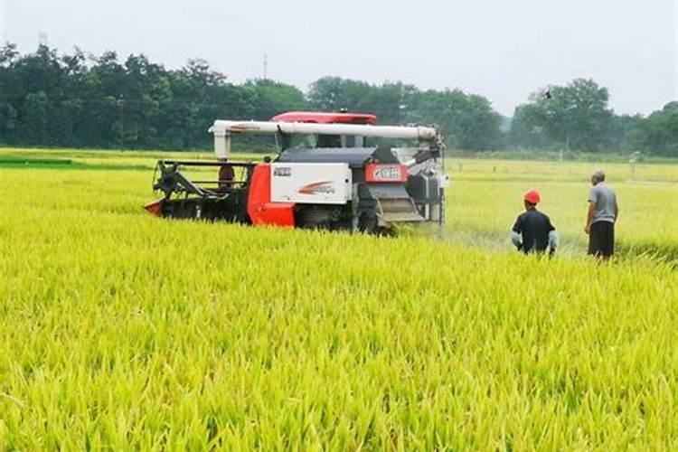 超级稻(吉粳88)施肥的特点是什么？