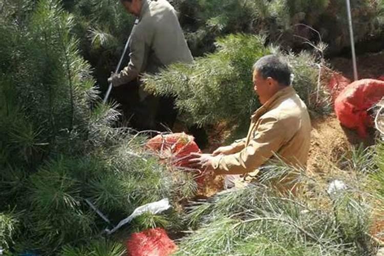 红薯和黄豆能一起吃吗