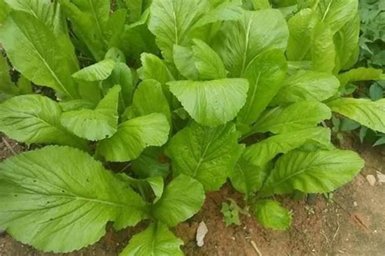 果树促花用什么叶面肥好？