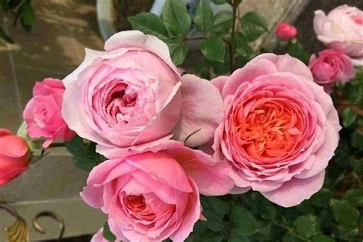 油菜什么时候追肥好