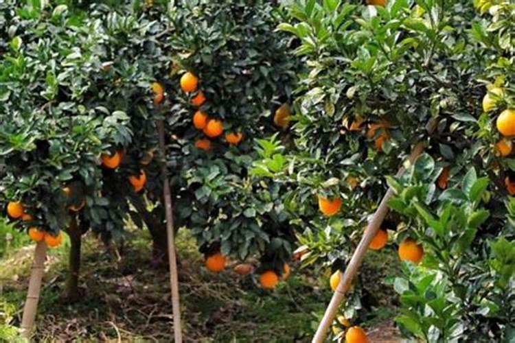 稻田施肥方法和注意事项 稻田施肥方法和注意事项有哪些