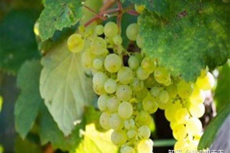 葡萄开花期可以喷施硼与磷酸二氢钾吗？