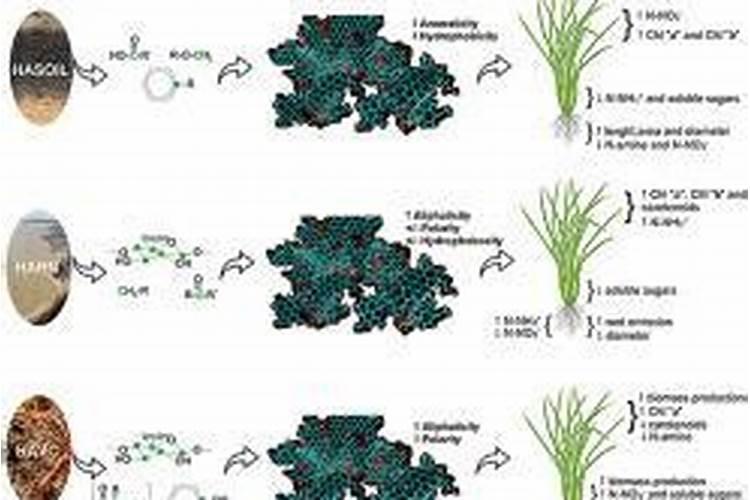 腐植酸有什么作用？腐植酸肥料的使用标准是什么？