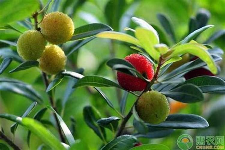 怎样正确地给东魁杨梅补硼素？