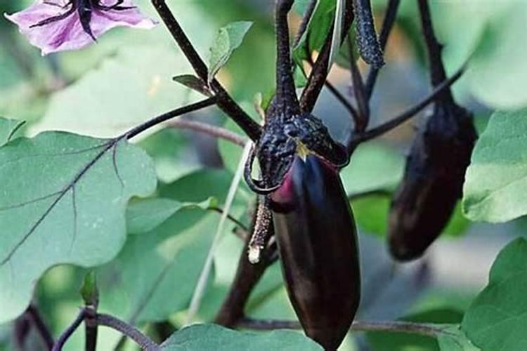 大棚黄瓜应该怎么合理施肥？施肥过程中要注意什么？