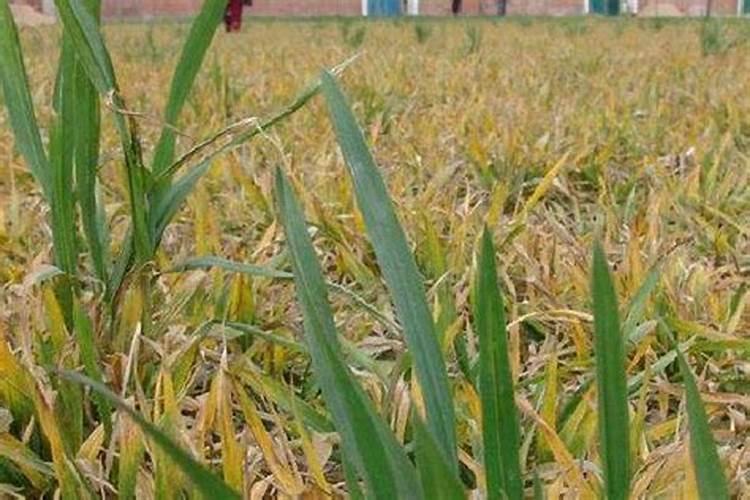 钾肥是什么肥料 植物缺少钾肥会怎么样