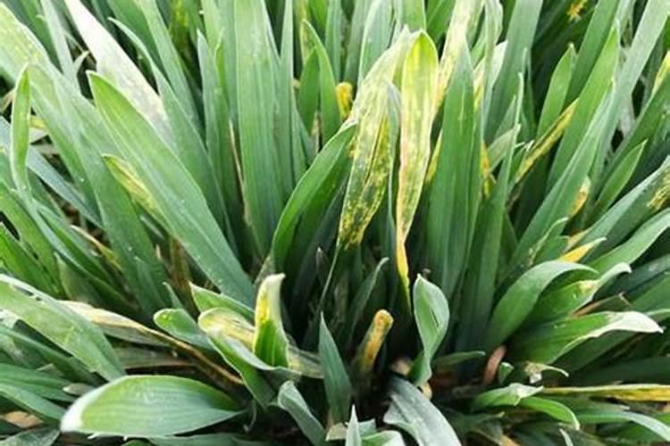 小麦发红是什么原因