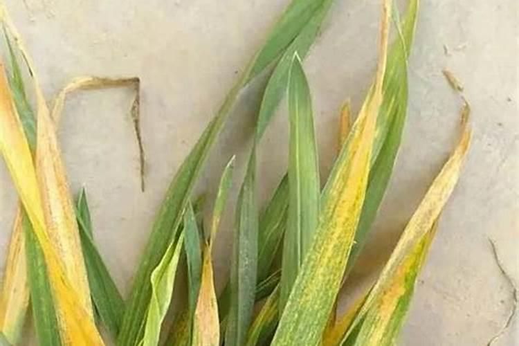 植物叶缺氮是叶子会发红吗