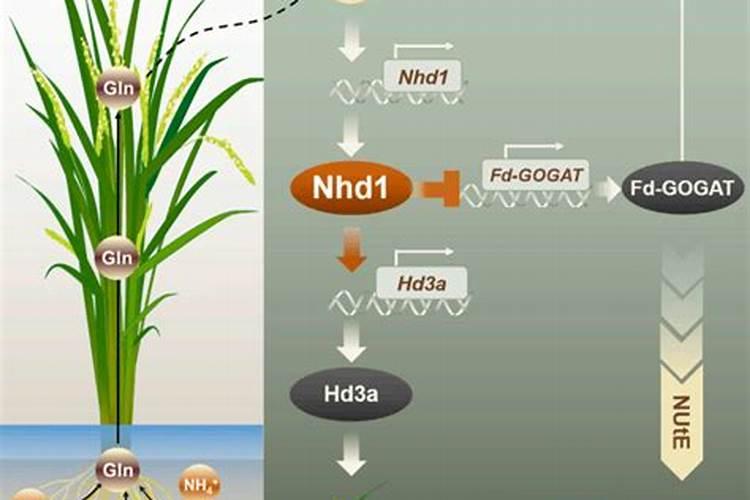 苹果树夏季施什么肥好？
