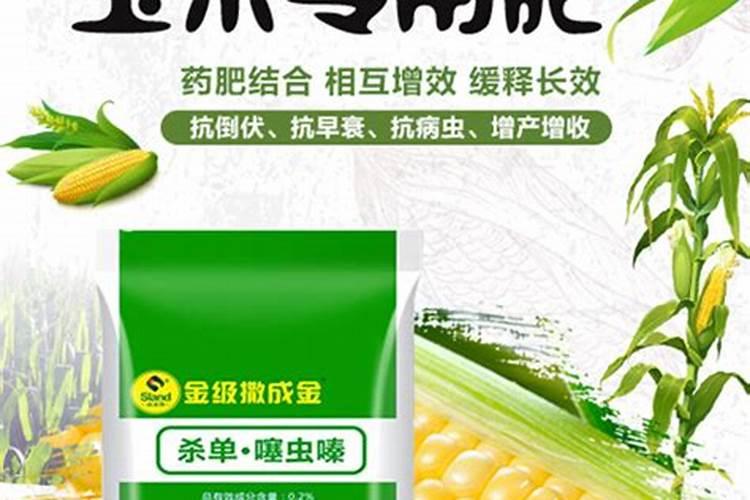 种植大姜想要产量高、品相好,都有哪些技巧？