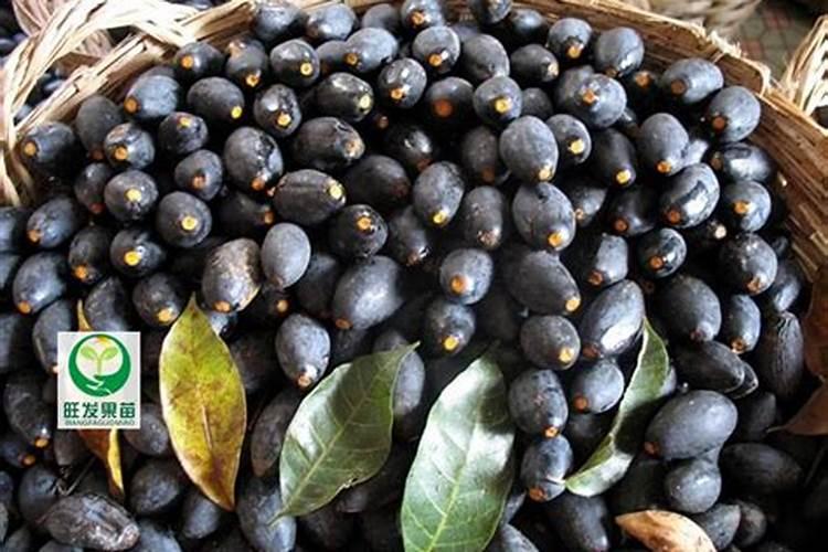 平时见到的露天生姜种植过程复杂吗？要如何种植呢？