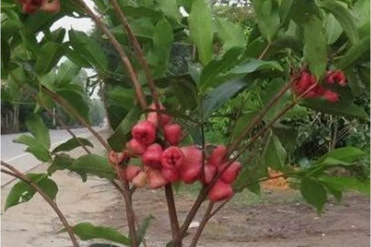 三宁和石宝山复合肥哪个好