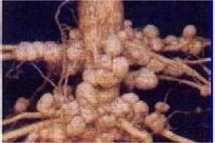 草莓可以吹红吗？