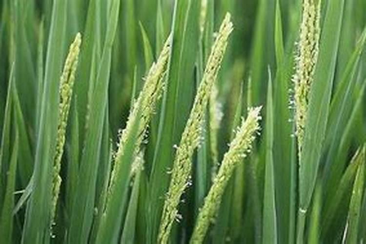 荔枝用什么药可以膨大