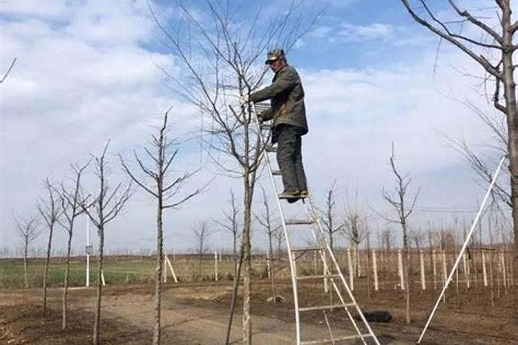 种植的树多久可以施肥 树木种植后何时施肥最合适？