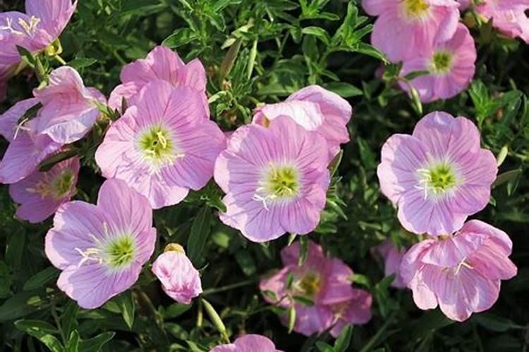 燕窝果开花不坐果是什么原因？