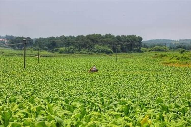 各种元素对烤烟的作用