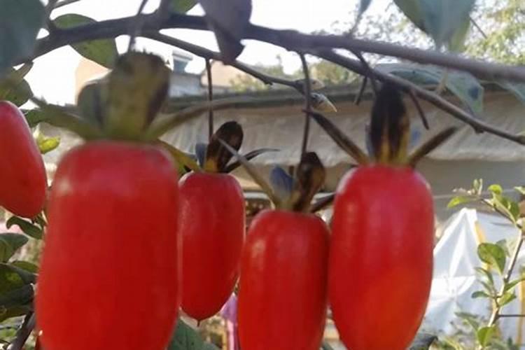 桃子成熟期浇水后变软了,这究竟是为什么？