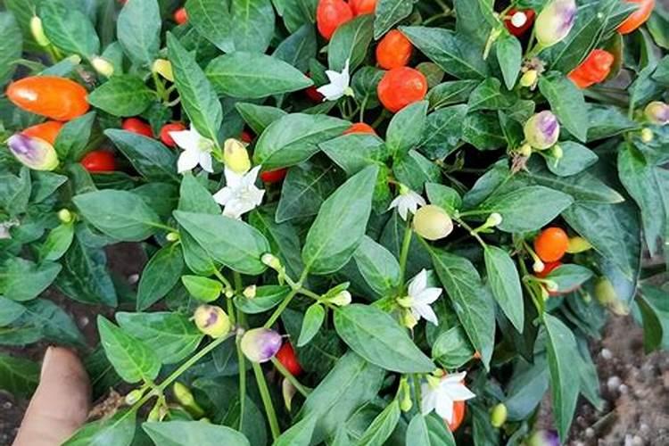 哪种肥料不属于有机肥料,有机肥料和无机肥料的区别