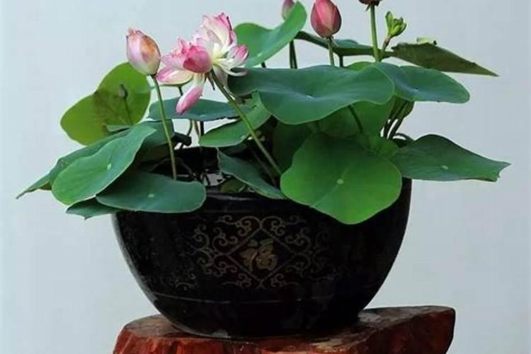 碗莲养鱼怎么施肥是在土里还是在水里